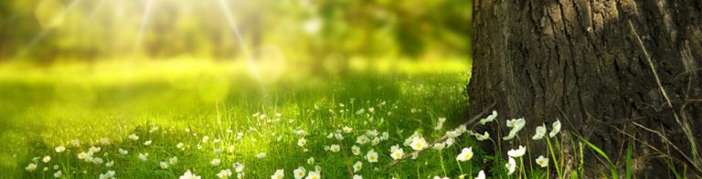 La Naturopathie pour moi