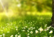 La Naturopathie pour moi